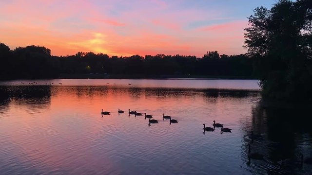 Geese swim on the lake during sunset