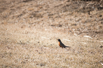American Robin