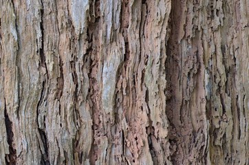 The brown color line of the tree with soil from the termite that eating the wood from the land.