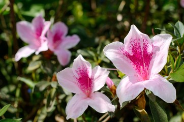 The bush of pink and while color Rhododendron simsii flower in Chiangmai Thailand which can plant...