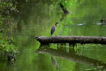 Green Heron