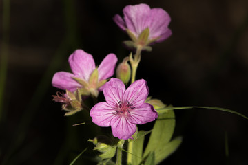 Sticky Geranium