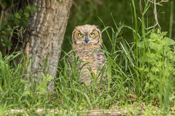 Juvenile Great Horned Owl 