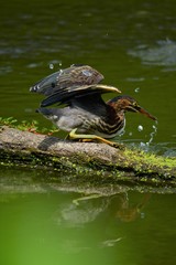 Green Heron