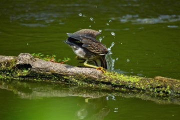 Green Heron