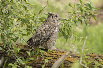 Great Horned Owl II