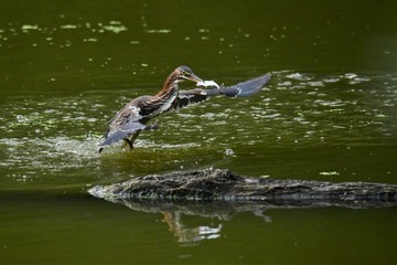 Green Heron