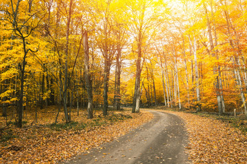 Fall background.  Autumn country road color tour.  Bright and cozy warm.  Wishfull happiness.