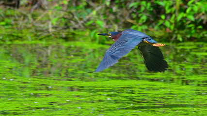 Green Heron