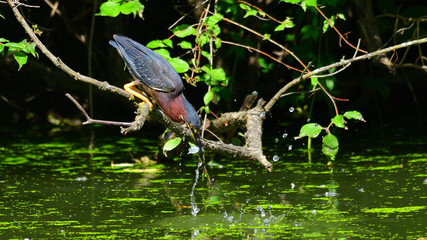 Green Heron