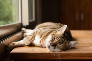 lazy cat sleeping - Powered by Adobe