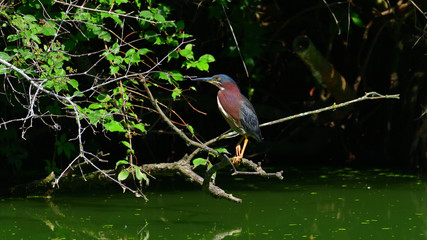 Green Heron