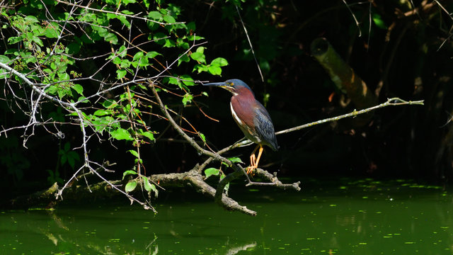 Green Heron