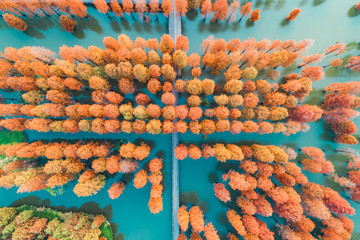 Colorful autumn forest in wetland park,aerial view
