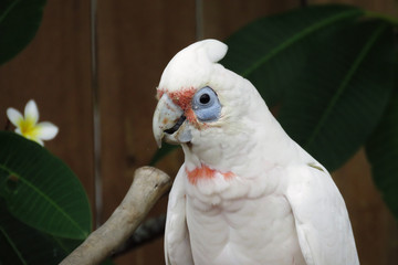 portrait of a parrot corella long beak Australian bird