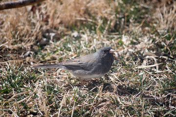 Junco on the hunt