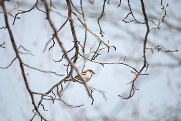 Sparrow singing