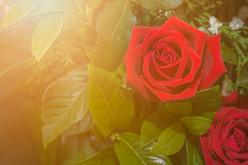 Beautiful bouquet of flowers with sunset flare effect. Red roses still in warm lighting background for Valentine or Celebrate concept