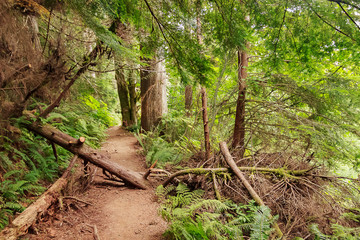 Fototapeta premium fallen trees stretch over path in august forest