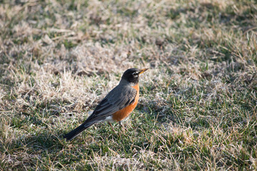 American Robin in the sunlight