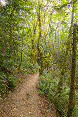 Obraz premium path and trees leading through undergrowth in summer with walker in distance