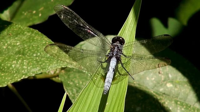 A Dragonfly sits on the tip of a leaf as it moves gently in the breeze.