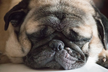 Sleepy Pug