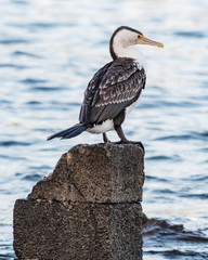 Pied Cormorant at the Seaside
