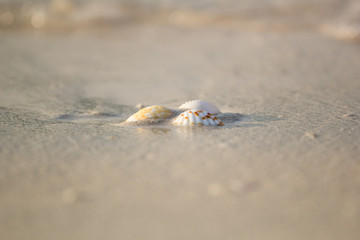 a few shells lying on the sea sand