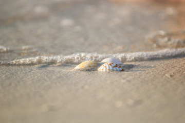 a few shells lying on the sea sand