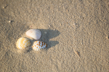 a few shells lying on the sea sand