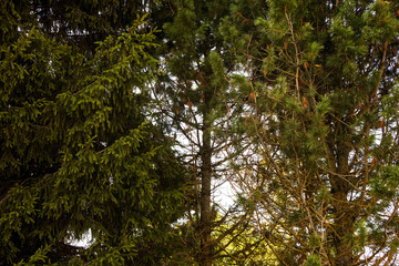 Coniferous green trees