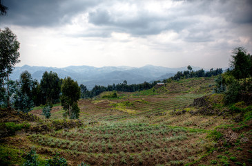 Obraz premium Farm fields of the highlands of Rwanda on a cloudy morning