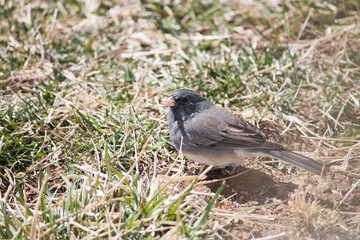 Junco on the ground