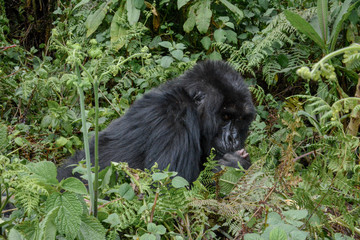 Adult female mountain gorilla kisses a baby's foot © Andy