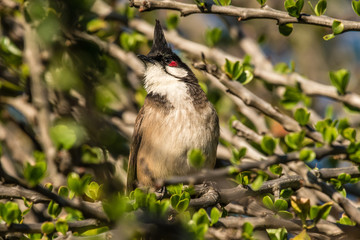 red whiskered bulbul on a perch