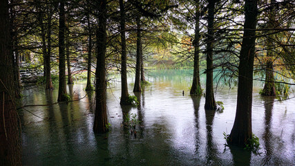 Obraz premium Cypress Trees.