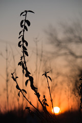 Sunset in the country