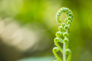 New fern leaf close up on green background.