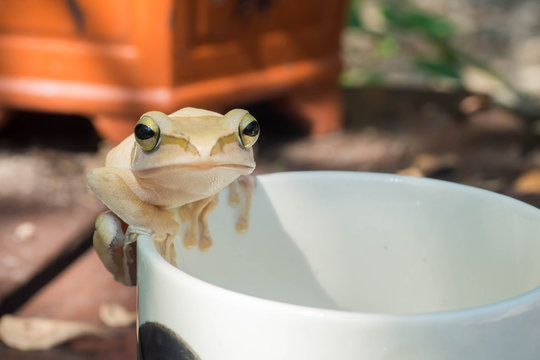 In front of white tree frog on a white cup.