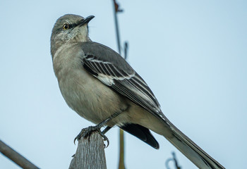 A mocking bird perched on a branch in close up. 