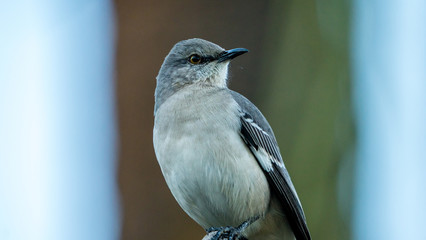 A mocking bird perched on a branch in close up. 