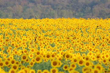 Colorful sunflowers in the field.