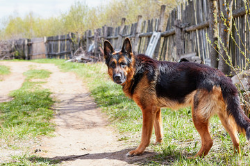 Dog German Shepherd in a village in a summer