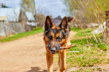 Naklejka na ściany i meble Dog German Shepherd in a village in a summer