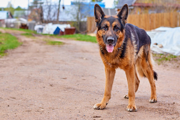 Dog German Shepherd in a village in a summer