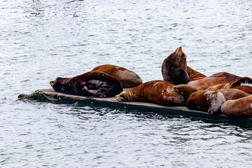 large colony of sealions floating on dock over pacific