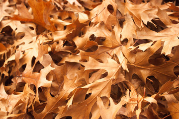 Foliage