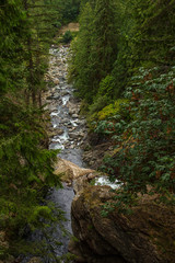 narrow river runs through pacific northwest forest