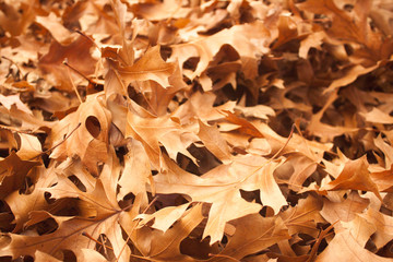 Leaves Galore